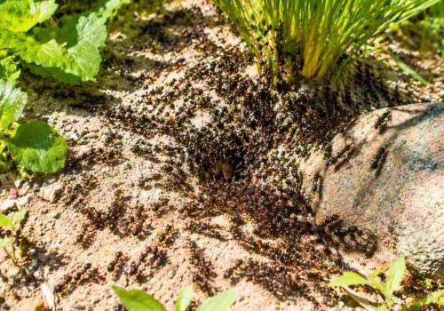 To ona zaprasza mrówki do ogrodu. Usuń ją natychmiast!