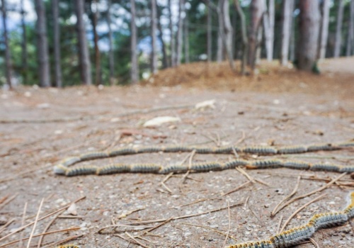 Toksyczny intruz już w polskich lasach. Leśnicy przed nim ostrzegają