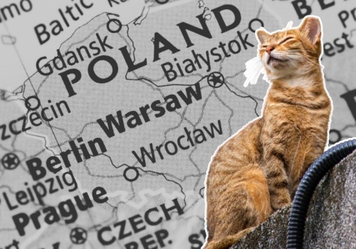 Zaginione przez 11 lat kotka znaleziona w polskim rejestrze. Dlatego warto czipować pupile