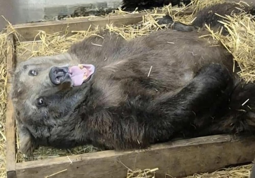 Niedźwiedzica Sabina zwierzakiem lutego w Warszawskim ZOO