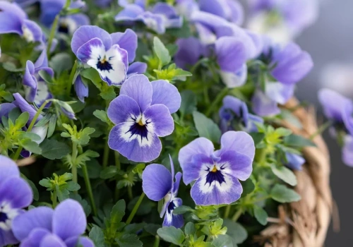 Wlej to pod bratki przy podlewaniu. Będą kwitły nawet do sierpnia