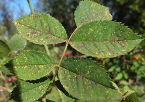 Róże tracą liście już na początku sezonu? Wystarczy kilka dni, by choroba zniszczyła kwitnienie