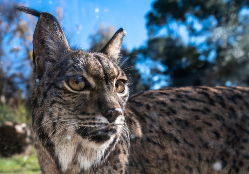 Niecodzienne zachowanie zaobserwowane u rysia. Naukowcy mają pewną teorię