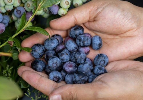 Taką wodą nie podlewaj borówki amerykańskiej. Tylko jej szkodzisz
