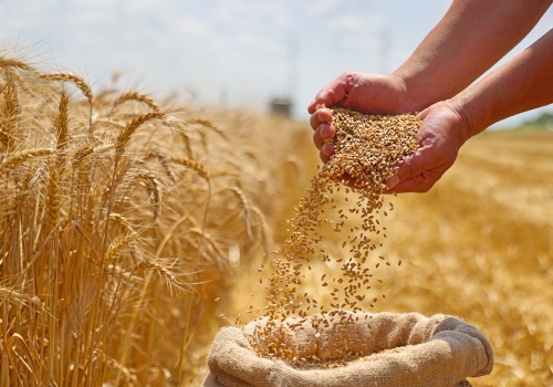 Jeden komunikat i rynek runął. Ropa pociągnęła w dół zboża i rzepak