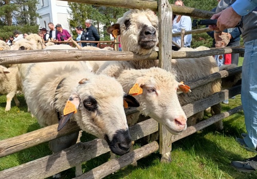 Owce, bacowie i trombity. Sezon pasterski rozpoczęty! ZDJĘCIA