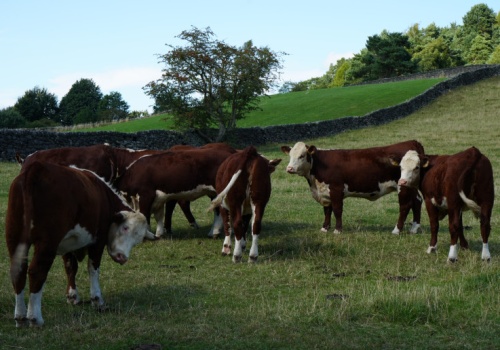 205 tys. hektarów i 10 tys. sztuk bydła w pakiecie. Ta oferta robi wrażenie