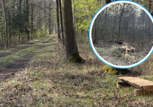 Spacerowicze zaniepokojeni. „Miał być las rekreacyjny, a są wycinki”