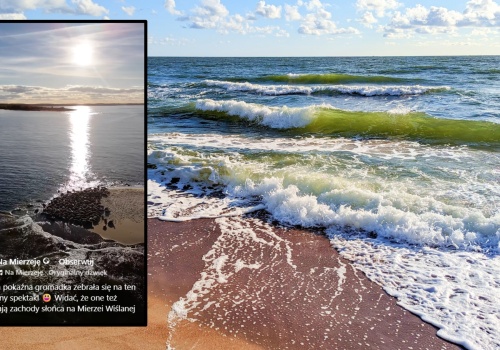 Dziesiątki fok opanowały plażę nad Bałtykiem. Wideo ma 22 tys. wyświetleń po kilku godzinach
