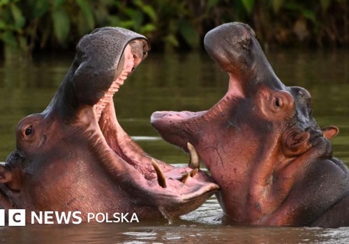 Dlaczego Kolumbia chce uśmiercić 'kokainowe hipopotamy' Pablo Escobara?