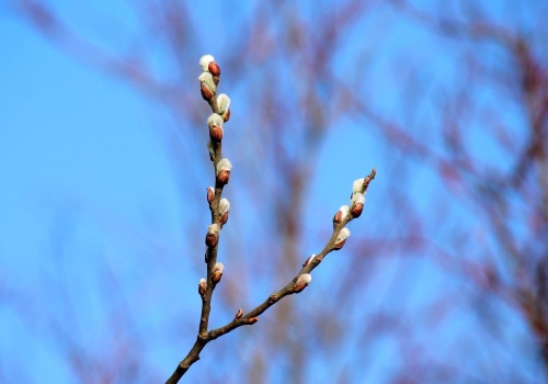 Nadchodzi zimny zwrot. Przymrozki mogą uderzyć w uprawy