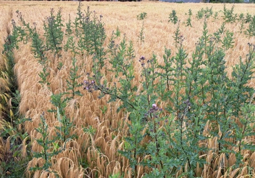 Czym zwalczać ostrożeń w zbożach?