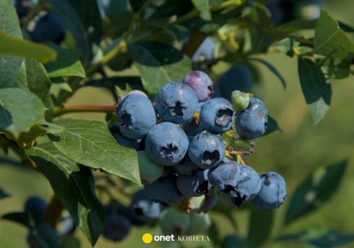 Podlewaj tym borówkę amerykańską. Odwdzięczy się ilością plonów