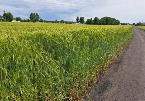 Chcesz podzielić pole? Ten przepis zaskakuje wielu rolników