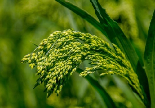 Nie tylko pszenica i jęczmień. Pradziejowy „superfood” podbija Kujawy