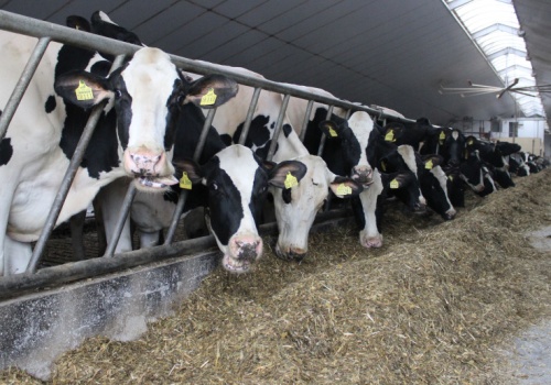 Przełom w hodowli bydła? Nowa pasza może ograniczyć emisje metanu