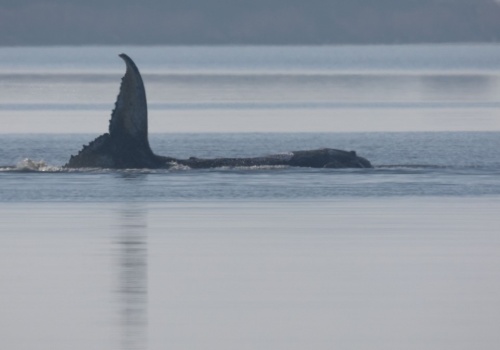 Humbak z Bałtyku zaczął płynąć, ale w złą stronę. 