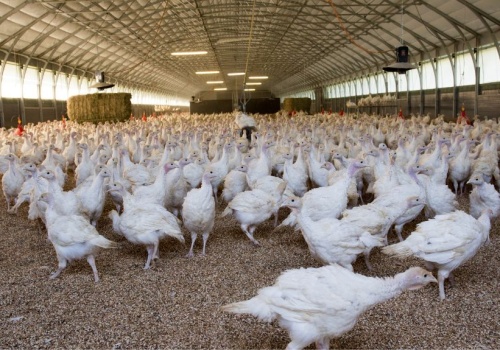 Ptasia grypa w Polsce. W kwietniu 1,6 mln szt. drobiu do likwidacji