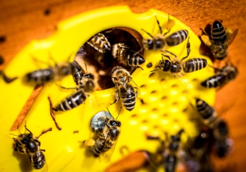 ORLEN postawił na... pszczoły. Pasieka w Gdańsku rośnie