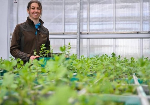 Karkonosze: giną unikatowe gatunki. Bank Genów ratuje ich pulę genową