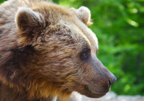 Niedźwiedź zaatakował żołnierzy. Gaz pieprzowy niewiele pomógł