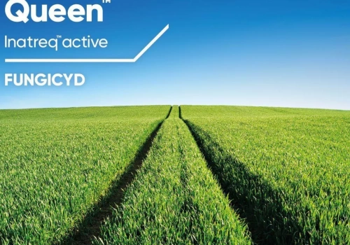 Nowy fungicyd w burakach. Plantatorzy dostają dodatkową broń na chwościka