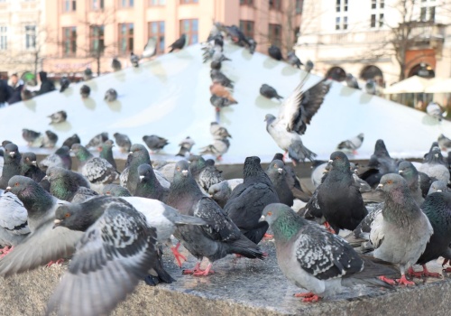 Kraków zmienia Rynek Główny. Miasto chce połączyć historię z nowoczesnością