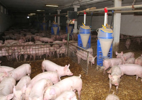 20.04.2026 Ceny sprzedaży warchlaka krajowego i importowanego: stawki stabilne, handel spokojny