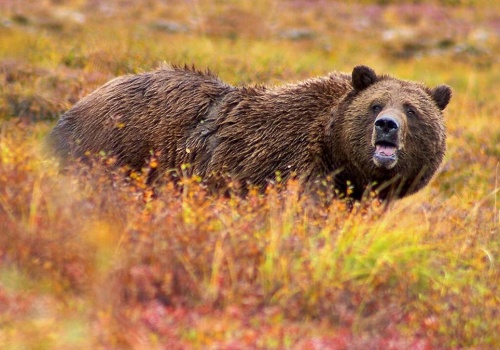 Żołnierze USA zaatakowani przez niedźwiedzia. Mieli przy sobie tylko gaz pieprzowy