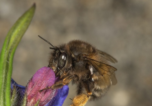 Porobnice włochatki w polskich ogrodach. Poznaj mistrzynie zapylania
