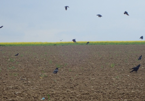 Trwają siewy kukurydzy, więc problem ptaków powraca jak bumerang. Te sposoby pomogą