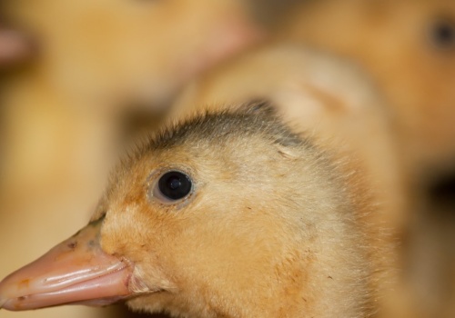 Kolejne ognisko ptasiej grypy na  Lubelszczyźnie. Wprowadzono ograniczenia