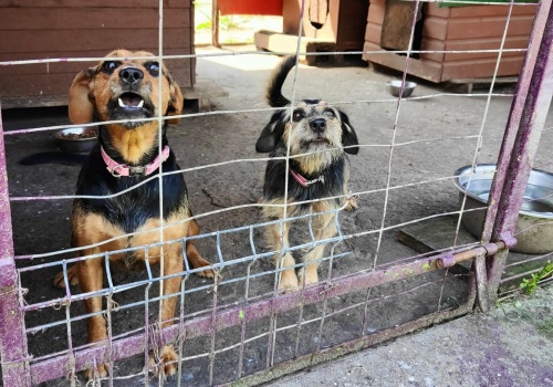 Nowe schronisko dla zwierząt powstanie koło Kołobrzegu