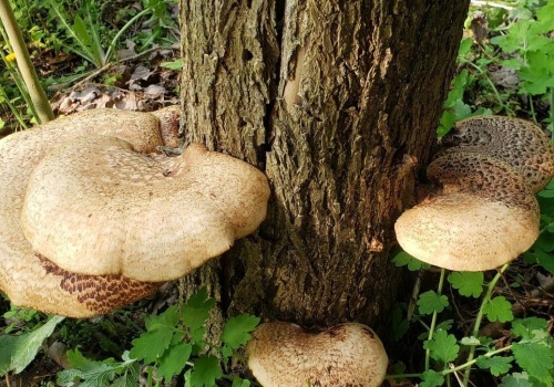 Żagwiak łuskowaty w polskich lasach. Czy warto zbierać wiosenne grzyby?