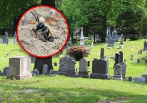 Odkryli kolonię pszczół na cmentarzu w USA. Pod ziemią są ich miliony