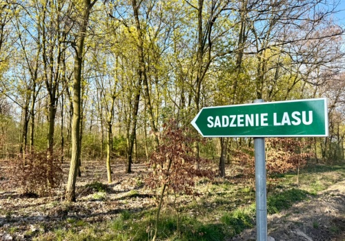 Światowy Dzień Ziemi: wolontariusze KGHM zasadzili kolejne tysiące drzew przy Hucie Miedzi Głogów