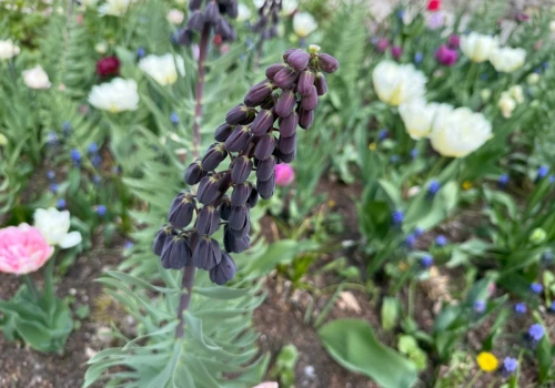 Szachownica perska wraca do ogrodów. Długowieczna, odporna i… odstrasza gryzonie