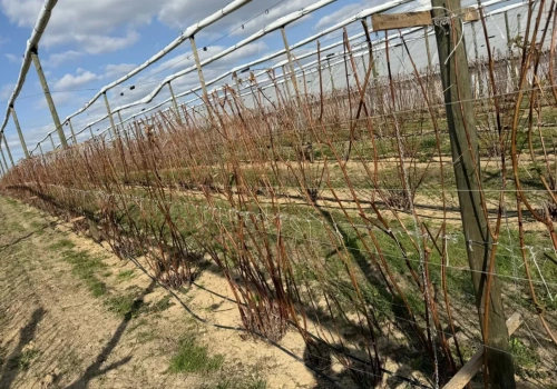 „Będziemy musieli zacząć od zera”. Mróz zniszczył nawet 90% plantacji rolnika