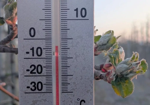 Przymrozki wracają na plantacje jagodowe. Dwie zimne noce przed nami