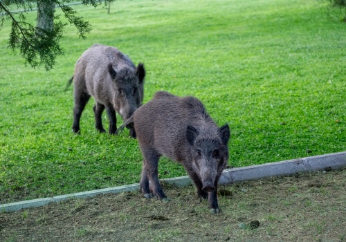 Wybiliśmy 3/4 dzików w Polsce, a ASF jak szalało, tak szaleje dalej