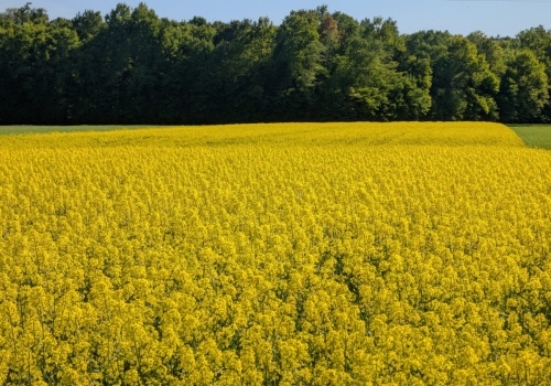 Jak dbać o rzepak w kluczowych fazach wzrostu? Rozwiązaniem elastyczna i efektywna ochrona fungicydowa 