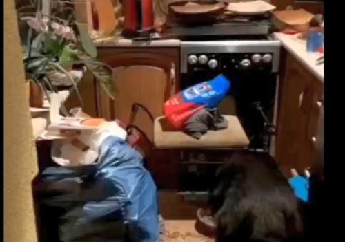 10 zł miesięcznie za opiekę nad psem. Właścicielka wyleciała na Islandię