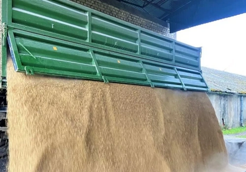 Pszenica podrożeje? Sprawdzamy ceny zbóż i rzepaku w Polsce