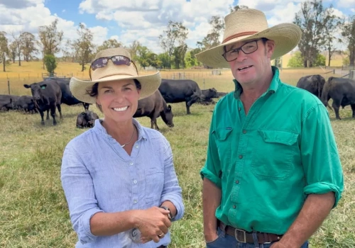 Ważą bydło już na pastwisku. Tak szybciej wychwytują spadek przyrostów