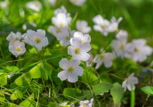 Czyści krew, pobudza trawienie. Polacy mylą te listki z koniczyną