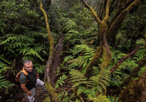 Pijaral, czyli „zaczarowany las”, piątym szlakiem z ekotaksą na Teneryfie