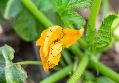 Koniec z mrówkami raz na dobre. Kuchenny hit odstrasza je skuteczniej niż sklepowe środki