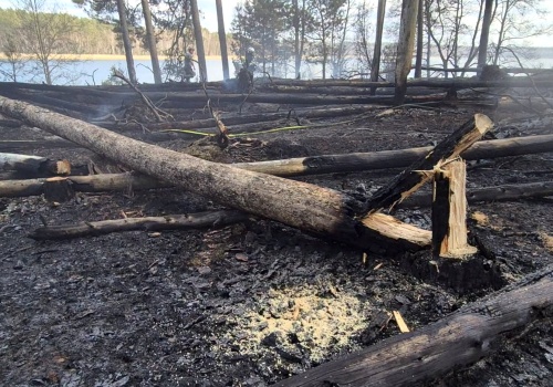 Wysoka cena za noc nad jeziorem. To ognisko mogło spowodować pożar w ostoi zwierząt