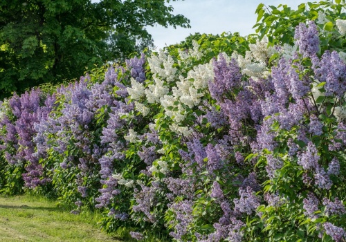 Kwitnący żywopłot to hit nowego sezonu. Koniec z brzydkim płotem i ciekawskimi sąsiadami