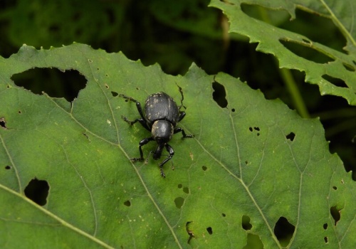 Nicienie na opuchlaki nie działają? Prawdopodobnie robisz to za wcześnie